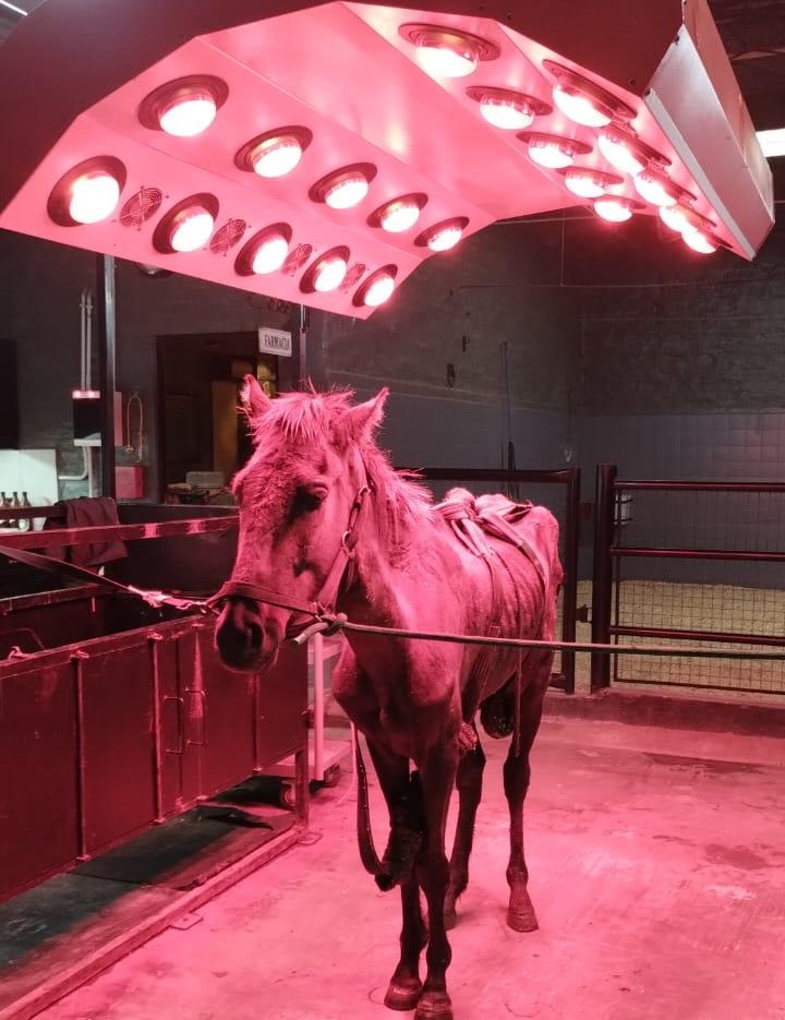 QUILMES RESCATÓ MÁS DE 70 CABALLOS VÍCTIMAS DE TRACCIÓN A SANGRE Y MALTRATO ANIMAL