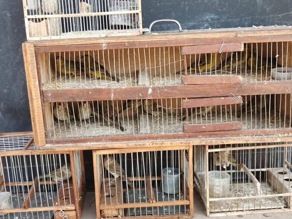 Quilmes realizó un operativo de control contra el maltrato animal y la protección de fauna silvestre