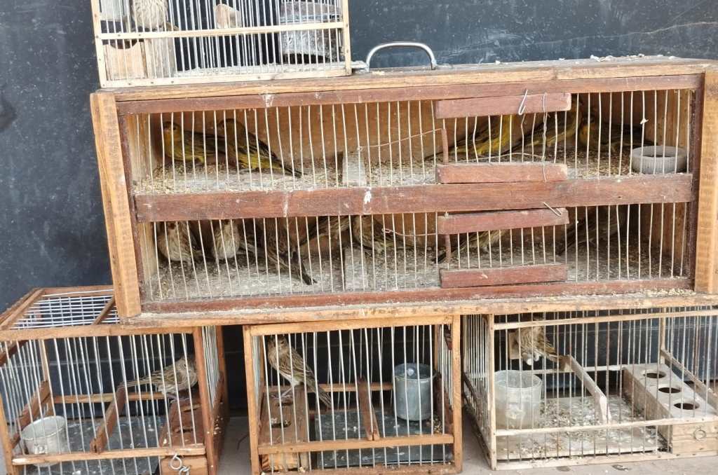 Quilmes realizó un operativo de control contra el maltrato animal y la protección de fauna silvestre