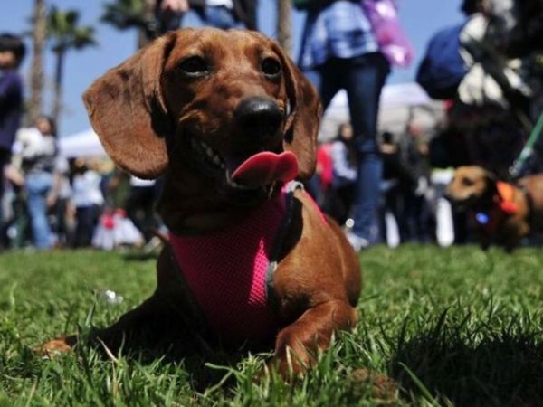Una carrera en Malvinas Argentinas buscará concientizar sobre la adopción y la tenencia responsable de&nbsp;animales