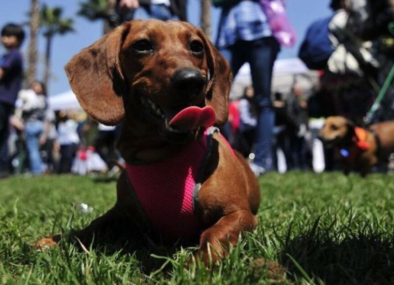 Una carrera en Malvinas Argentinas buscará concientizar sobre la adopción y la tenencia responsable de&nbsp;animales